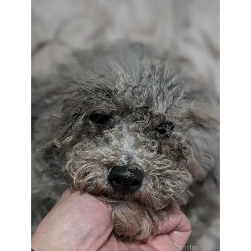 販売中の茨城県のトイプードル-448634の2枚目