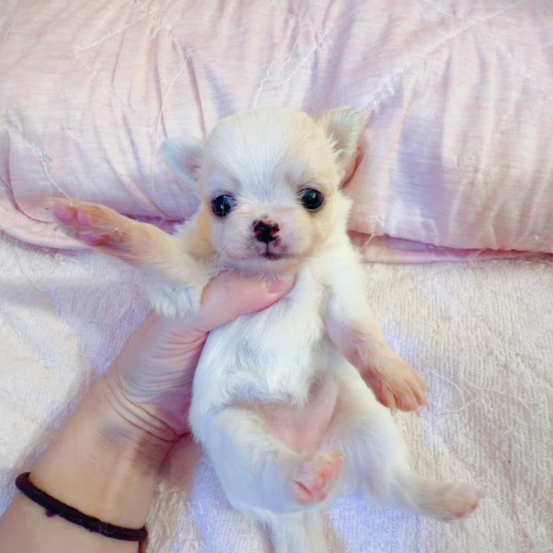 販売中の香川県のチワワ(ロングコート)-448632の2枚目