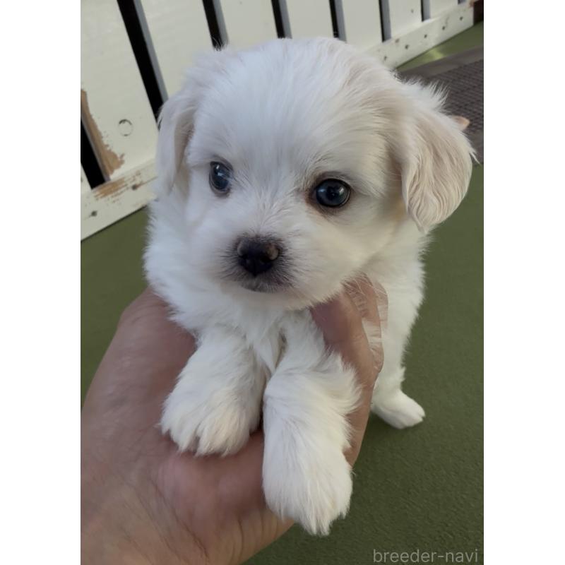 販売中の福岡県のミックス犬-448636の3枚目