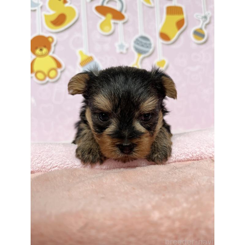 販売中の東京都のヨークシャーテリア-448680の5枚目