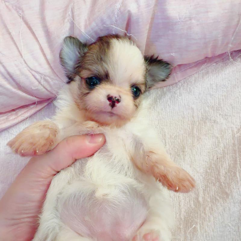 販売中の香川県のチワワ(ロングコート)-448635の1枚目