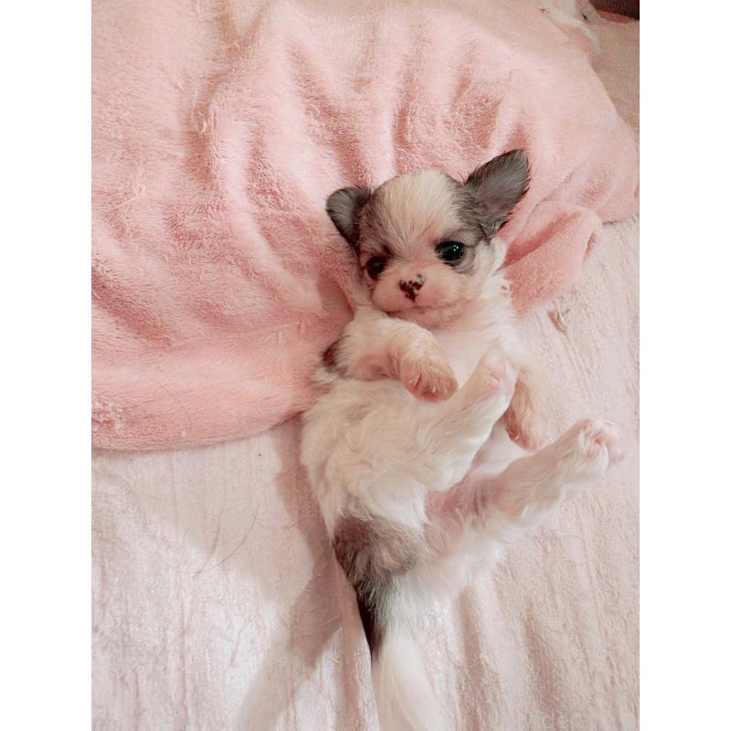 販売中の香川県のチワワ(ロングコート)-448635の3枚目