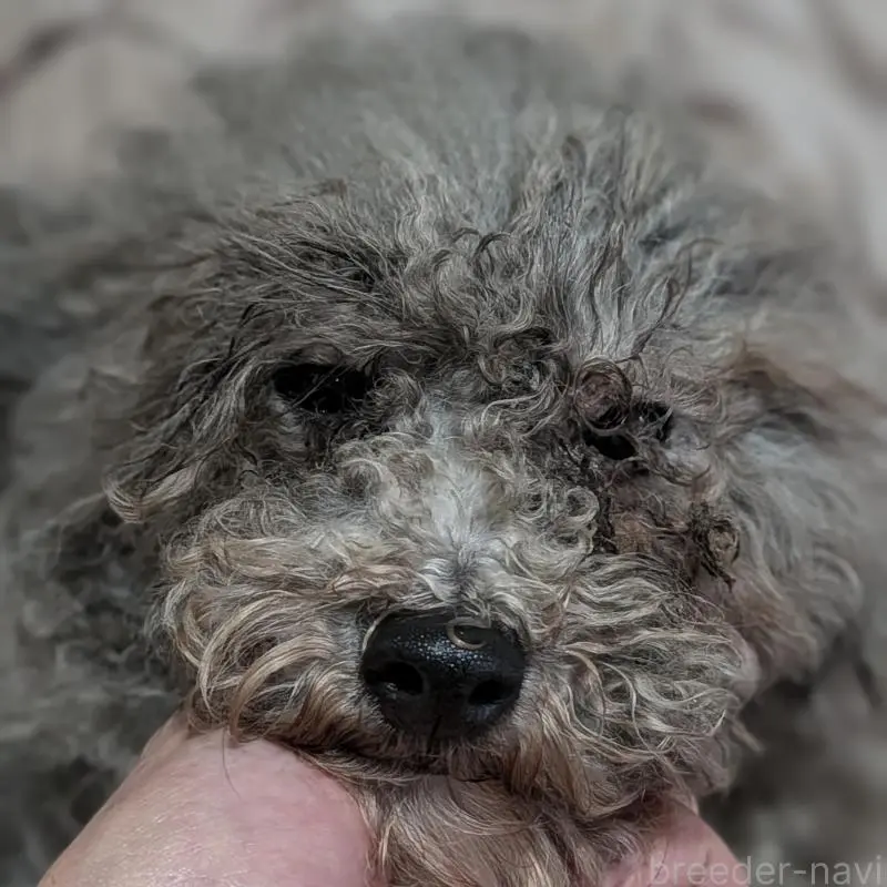 販売中の茨城県のトイプードル-448634の1枚目