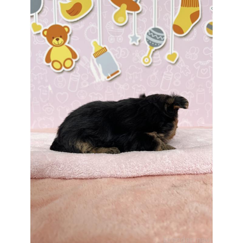 販売中の東京都のヨークシャーテリア-448680の4枚目