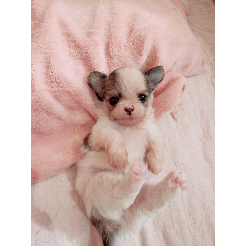 販売中の香川県のチワワ(ロングコート)-448635の2枚目