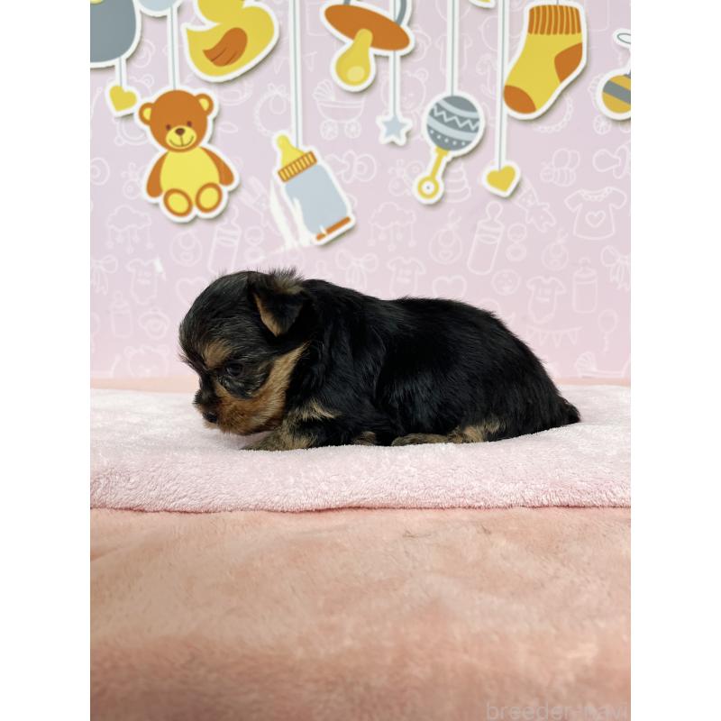 販売中の東京都のヨークシャーテリア-448680の3枚目