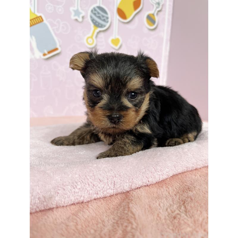 販売中の東京都のヨークシャーテリア-448680の2枚目