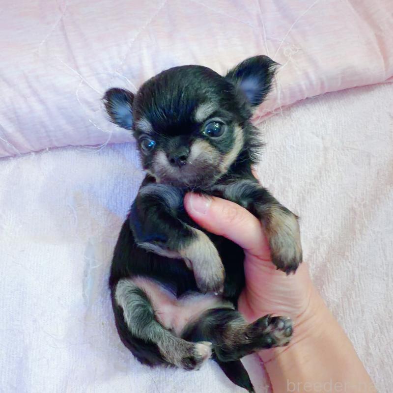 販売中の香川県のチワワ(ロングコート)-448637