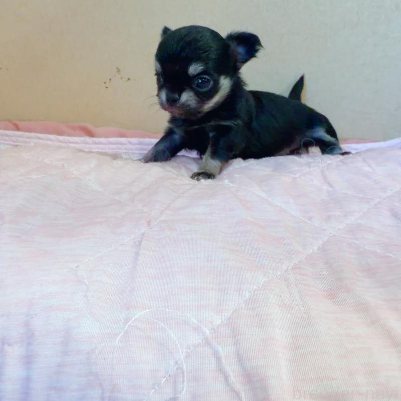 販売中の香川県のチワワ(ロングコート)-448637の2枚目