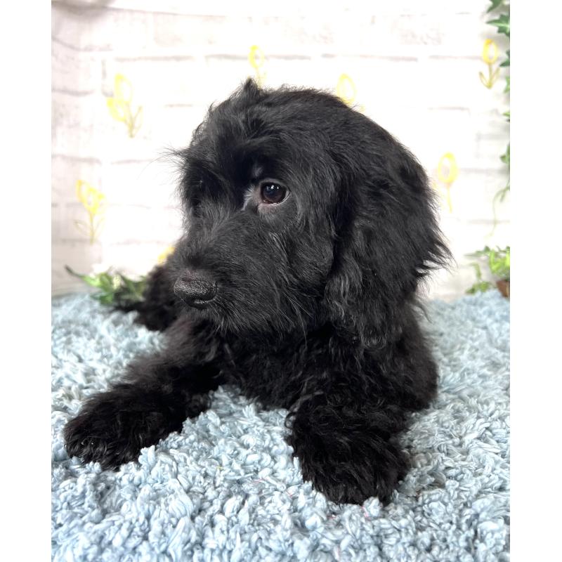 商談中の埼玉県のミックス犬-448639の13枚目