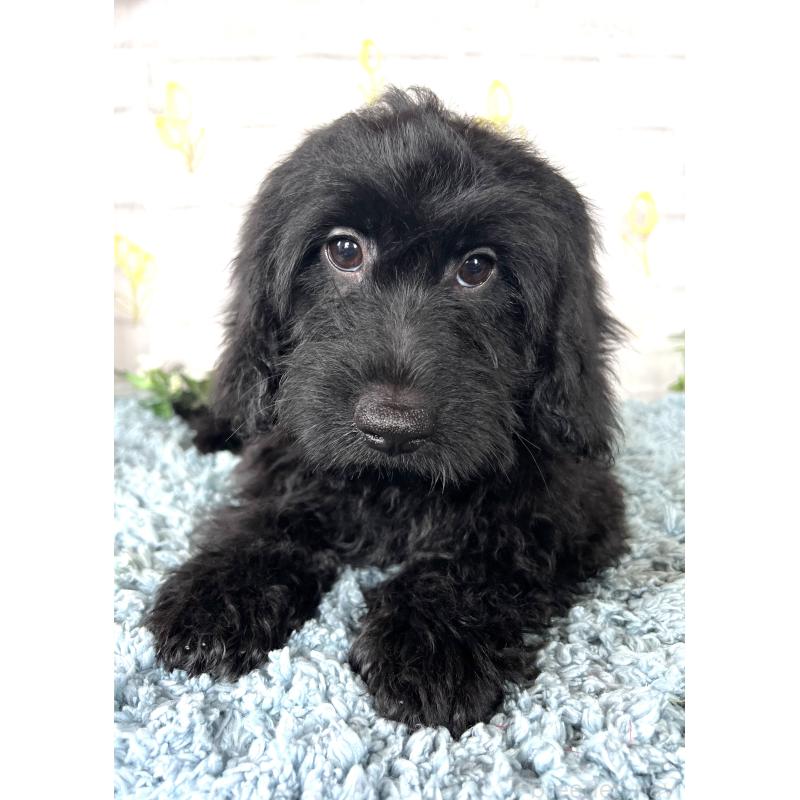 商談中の埼玉県のミックス犬-448639の11枚目