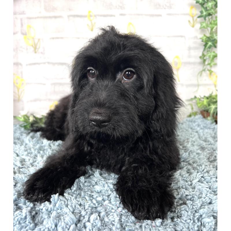 商談中の埼玉県のミックス犬-448639の10枚目