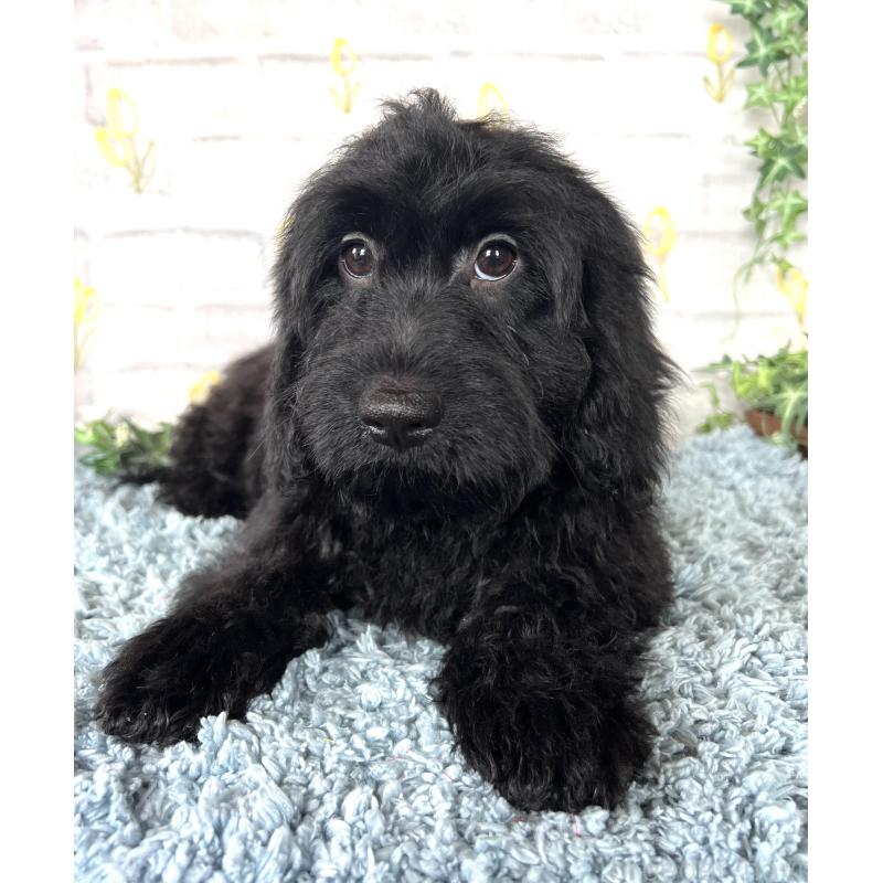 商談中の埼玉県のミックス犬-448639の9枚目