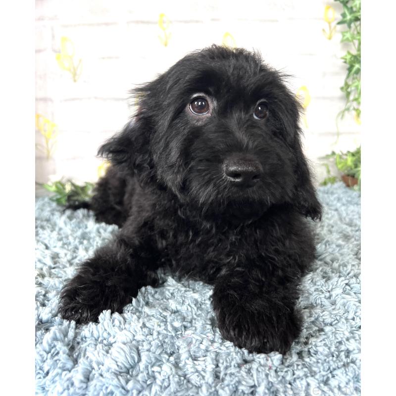 商談中の埼玉県のミックス犬-448639の8枚目