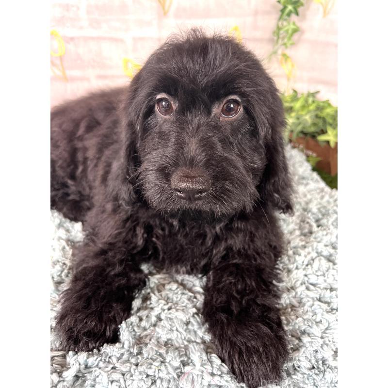 商談中の埼玉県のミックス犬-448639の6枚目