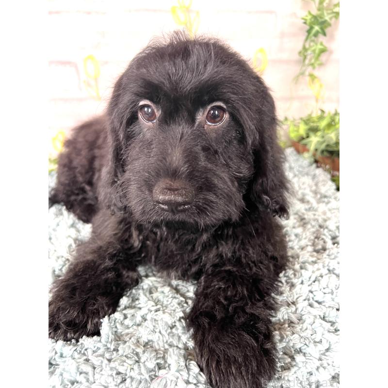 商談中の埼玉県のミックス犬-448639の5枚目