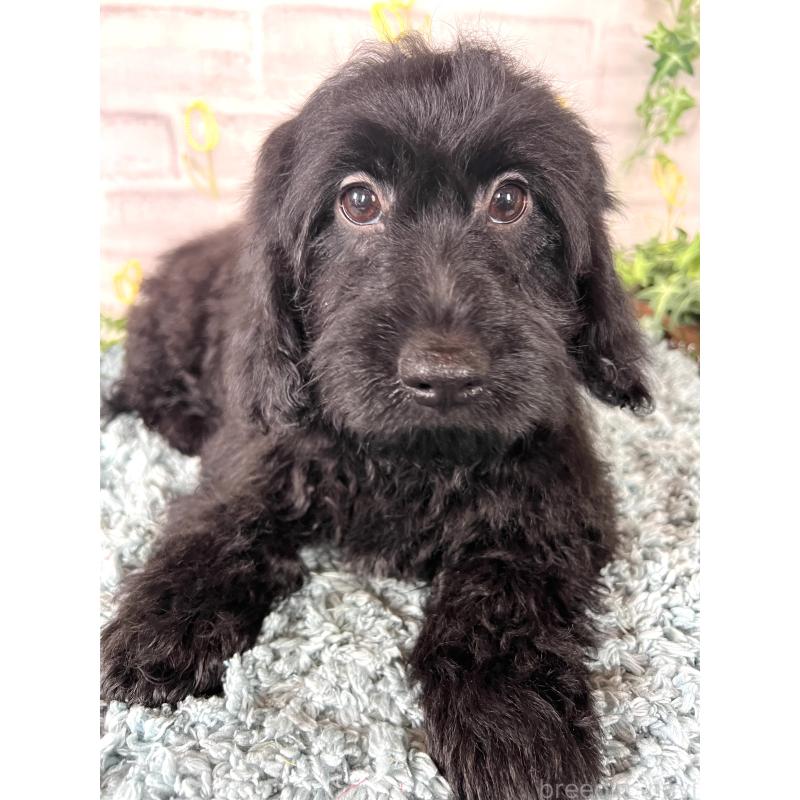 商談中の埼玉県のミックス犬-448639の4枚目