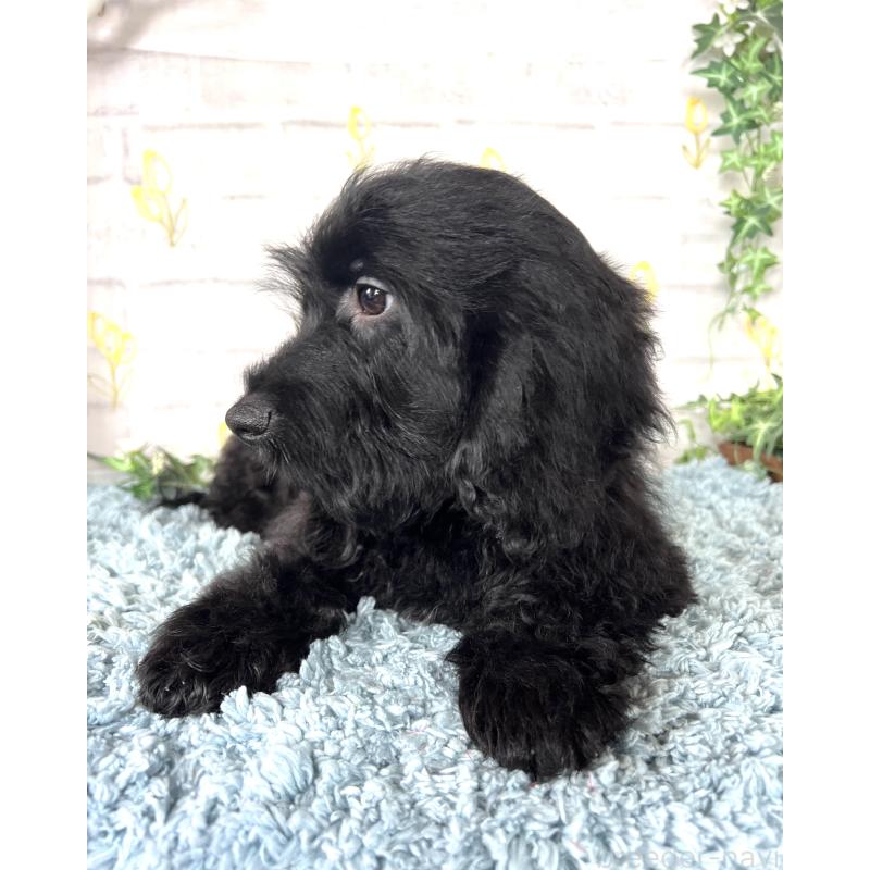 商談中の埼玉県のミックス犬-448639の3枚目