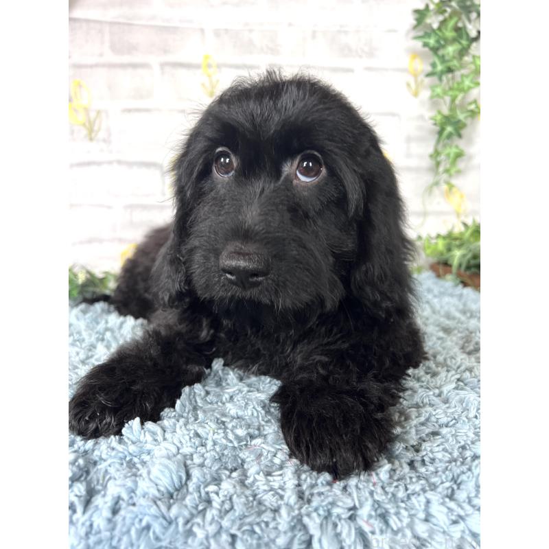 商談中の埼玉県のミックス犬-448639の2枚目