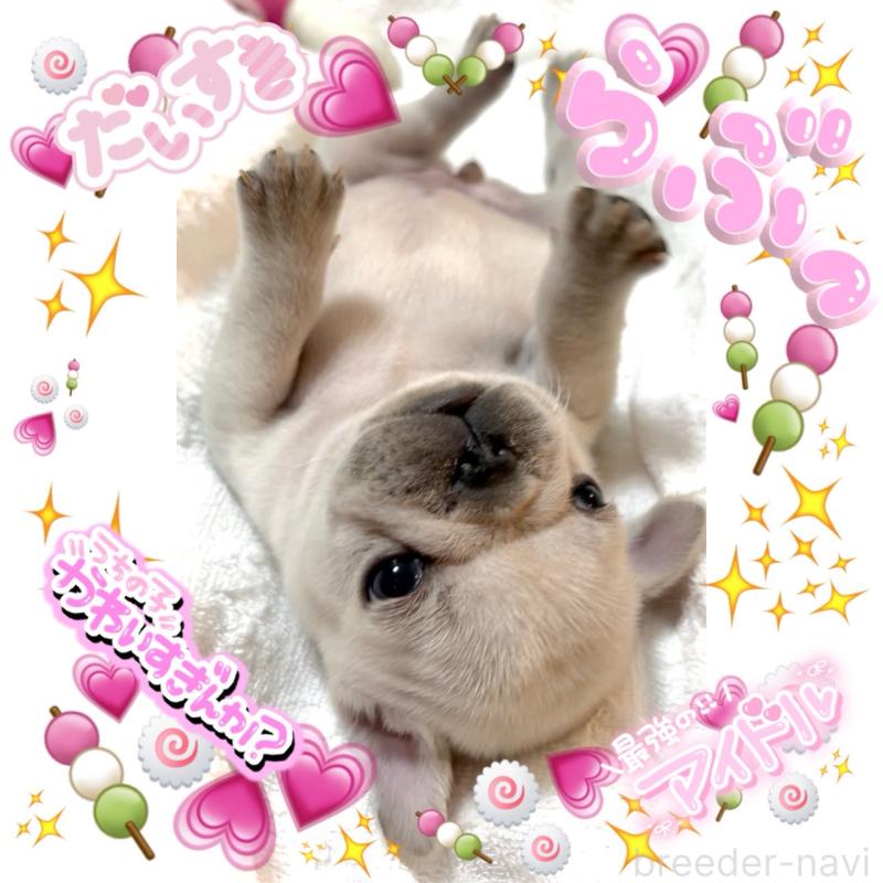 販売中の大阪府のフレンチブルドッグ-448640の15枚目