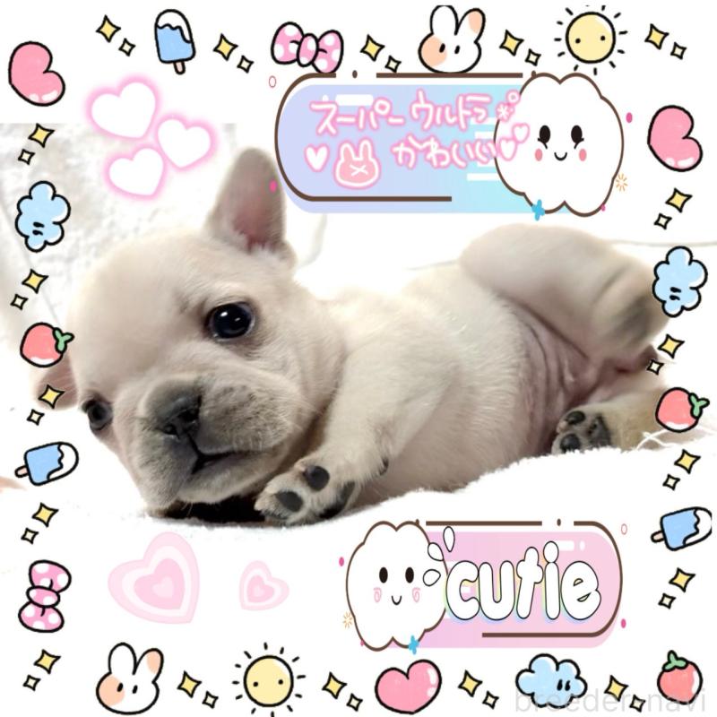 販売中の大阪府のフレンチブルドッグ-448640の14枚目