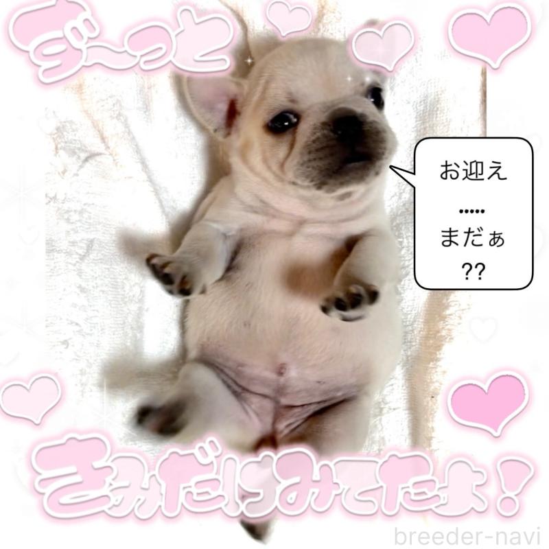 販売中の大阪府のフレンチブルドッグ-448640の13枚目