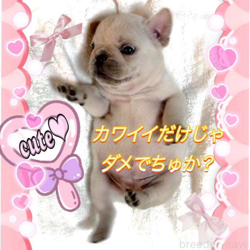 販売中の大阪府のフレンチブルドッグ-448640の12枚目