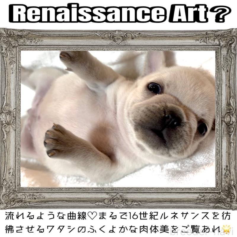 販売中の大阪府のフレンチブルドッグ-448640の11枚目