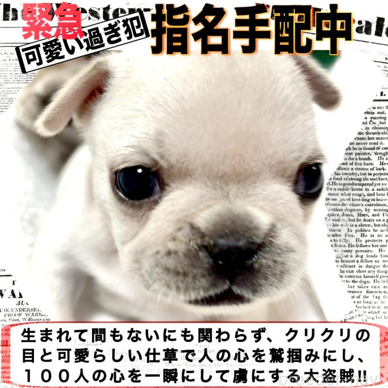 販売中の大阪府のフレンチブルドッグ-448640の10枚目