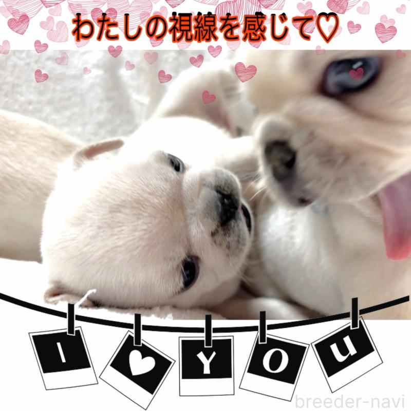 販売中の大阪府のフレンチブルドッグ-448640の9枚目