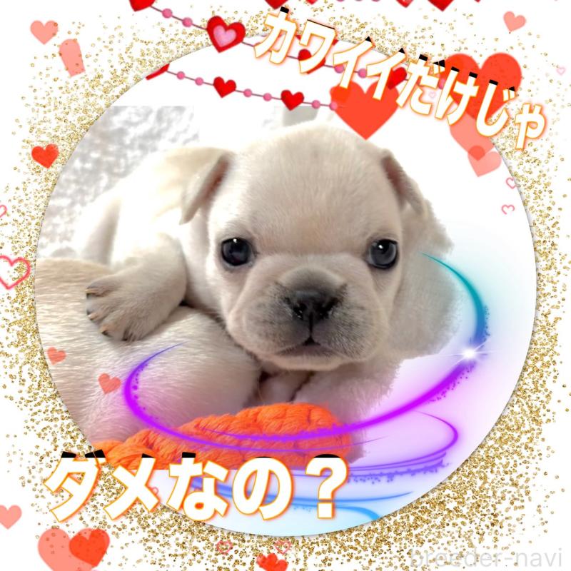 販売中の大阪府のフレンチブルドッグ-448640の8枚目