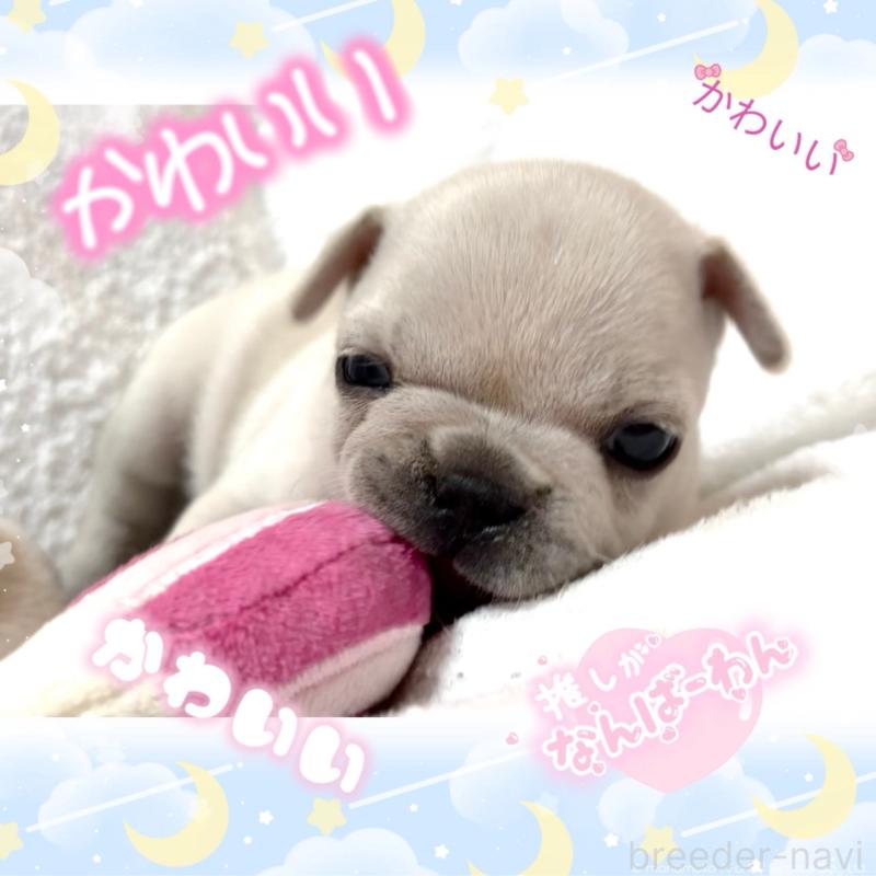 販売中の大阪府のフレンチブルドッグ-448640の5枚目