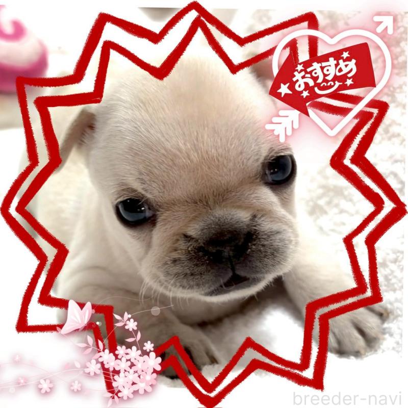 販売中の大阪府のフレンチブルドッグ-448640の4枚目