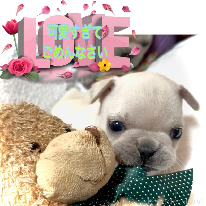 販売中の大阪府のフレンチブルドッグ-448640の3枚目