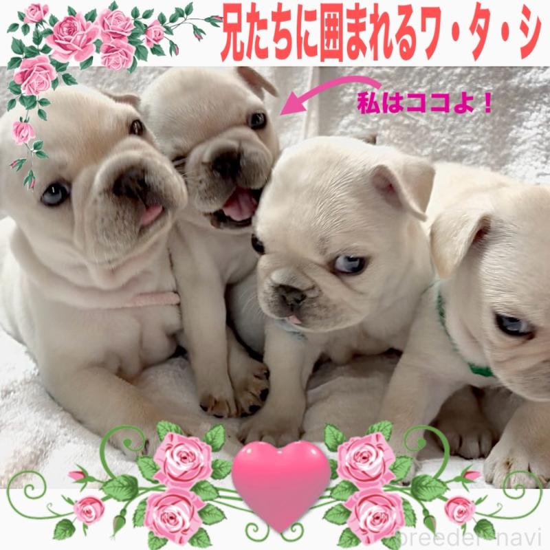 販売中の大阪府のフレンチブルドッグ-448640の2枚目