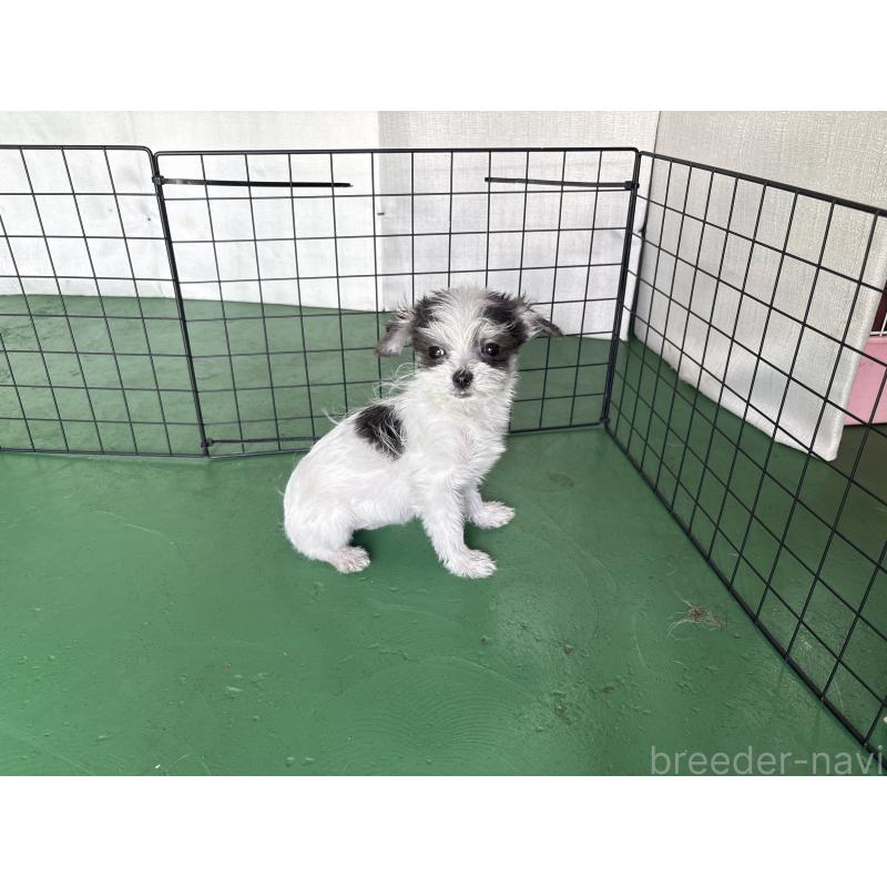 販売中の東京都のミックス犬-429793の5枚目