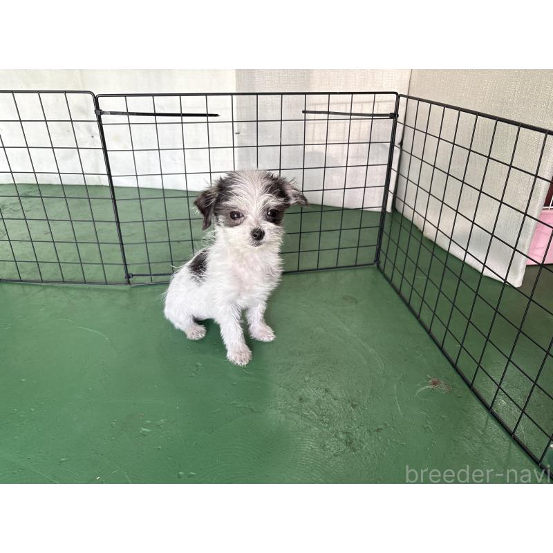 販売中の東京都のミックス犬-429793の4枚目