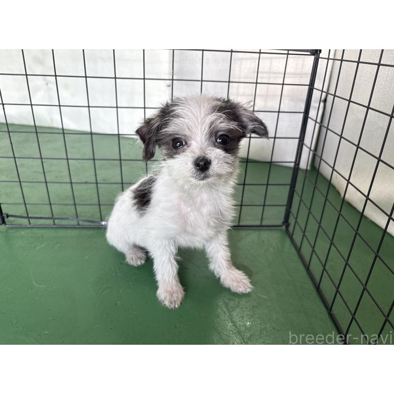 販売中の東京都のミックス犬-429793の2枚目