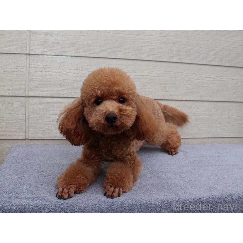 販売中の千葉県のトイプードル-448642の2枚目