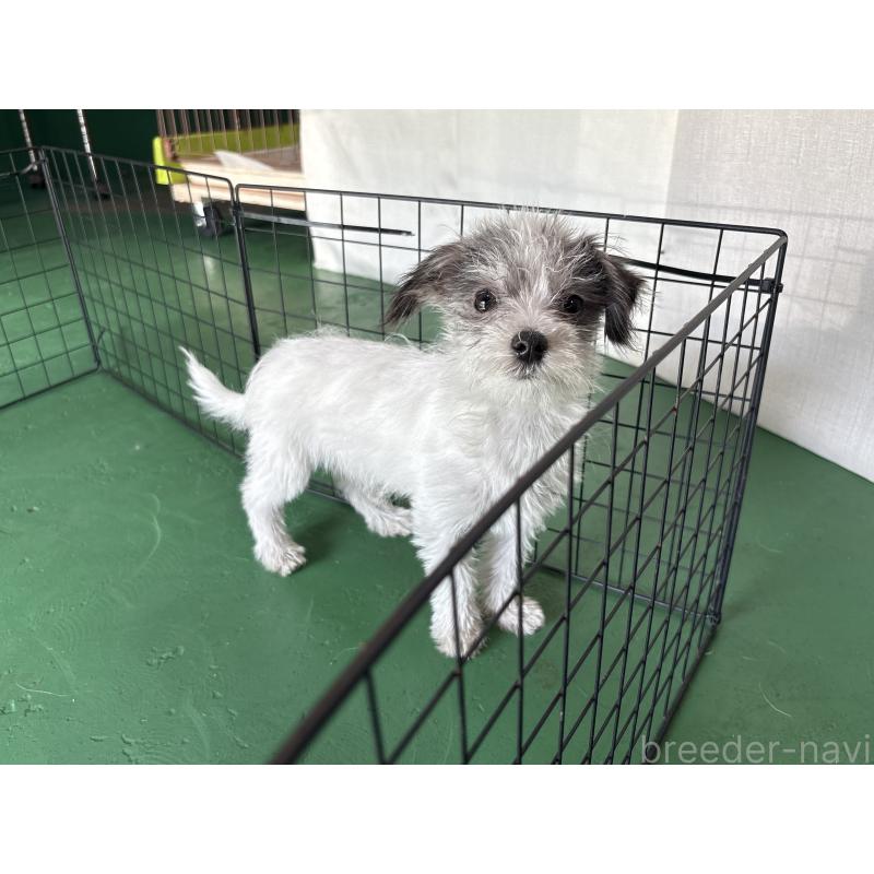 販売中の東京都のミックス犬-429791の4枚目