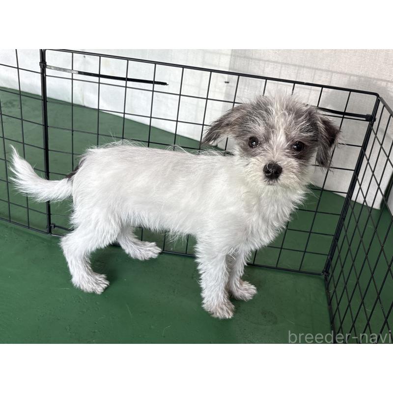 販売中の東京都のミックス犬-429791の3枚目