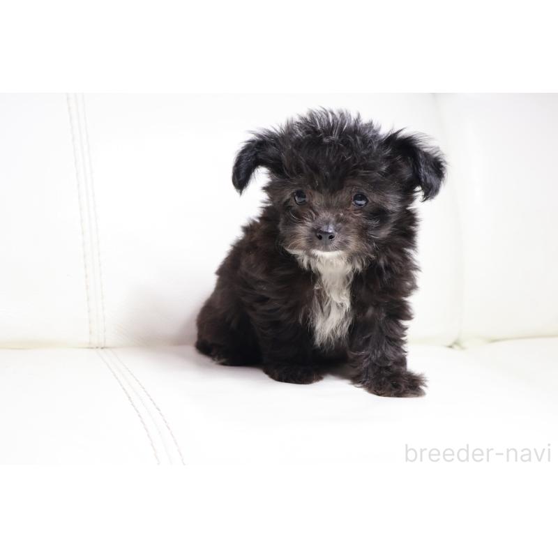 販売中の新潟県のチワプー:チワワ×トイプードル-448643の3枚目