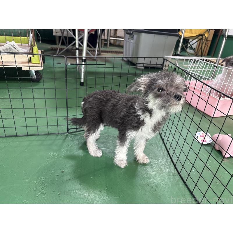 販売中の東京都のミックス犬-430422の8枚目