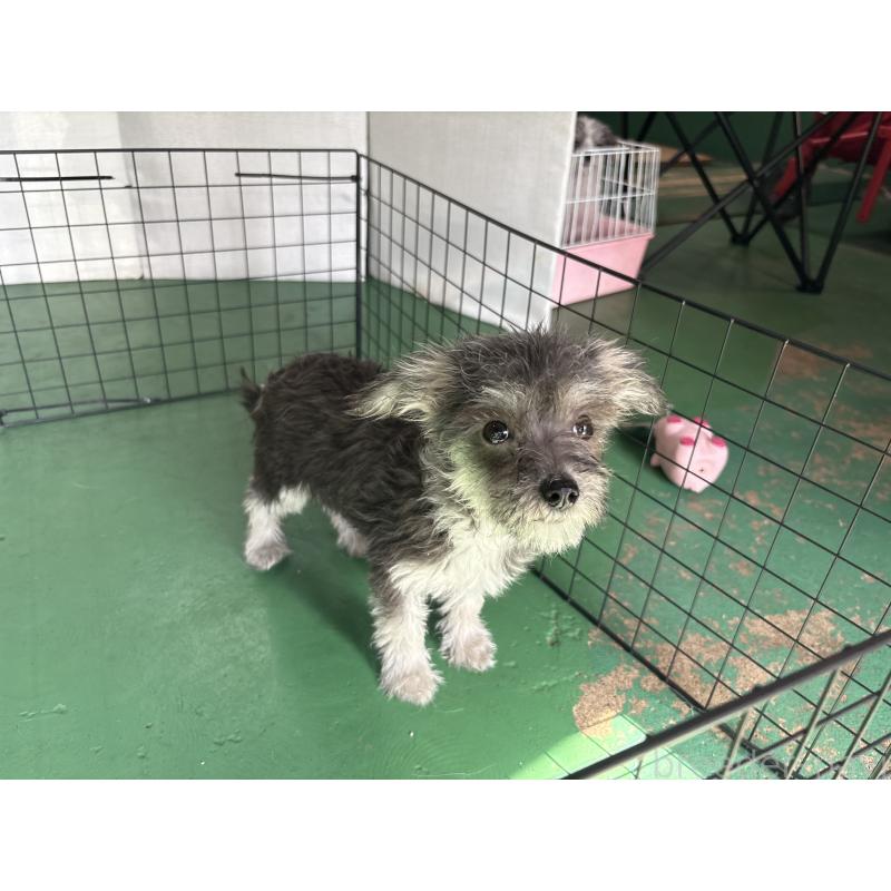 販売中の東京都のミックス犬-430422の7枚目