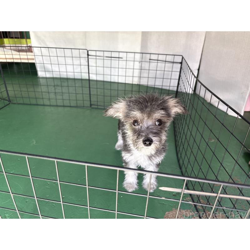 販売中の東京都のミックス犬-430422の6枚目