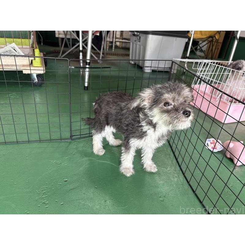 販売中の東京都のミックス犬-430422の5枚目