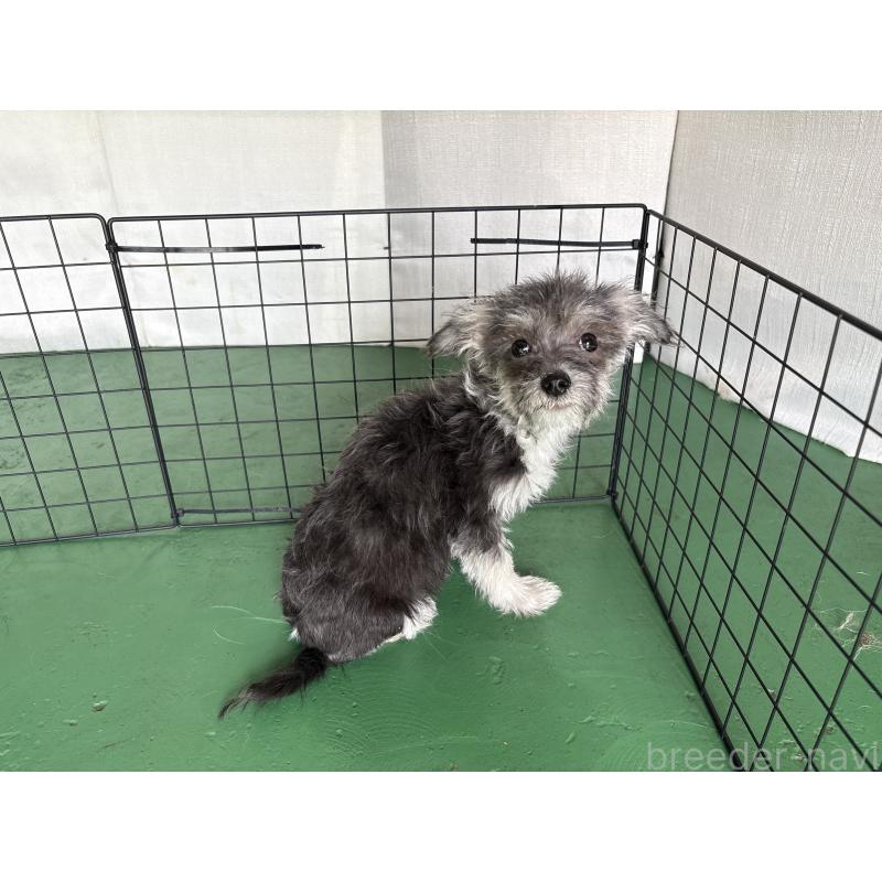 販売中の東京都のミックス犬-430422の4枚目