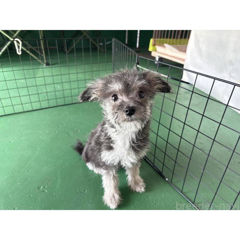 販売中の東京都のミックス犬-430422の2枚目