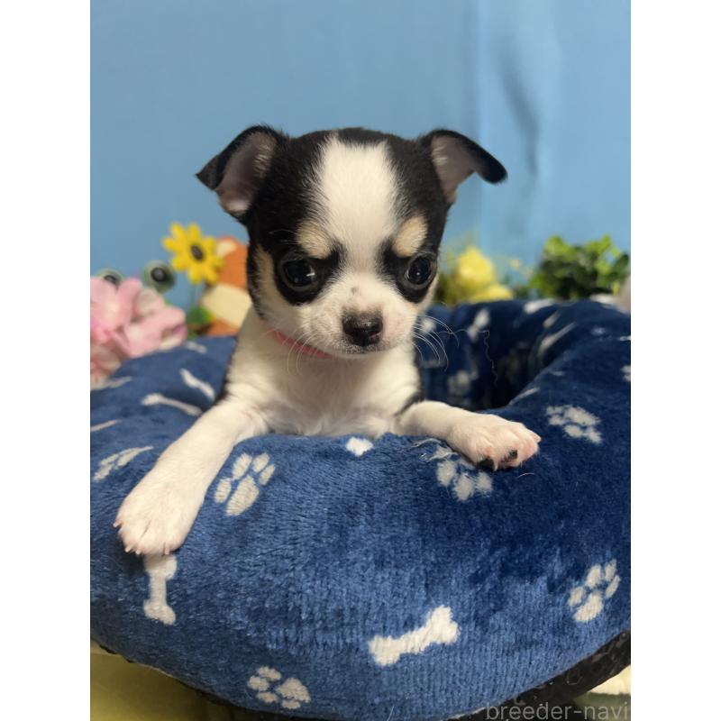 販売中の福岡県のチワワ(ロングコート)-448644の10枚目