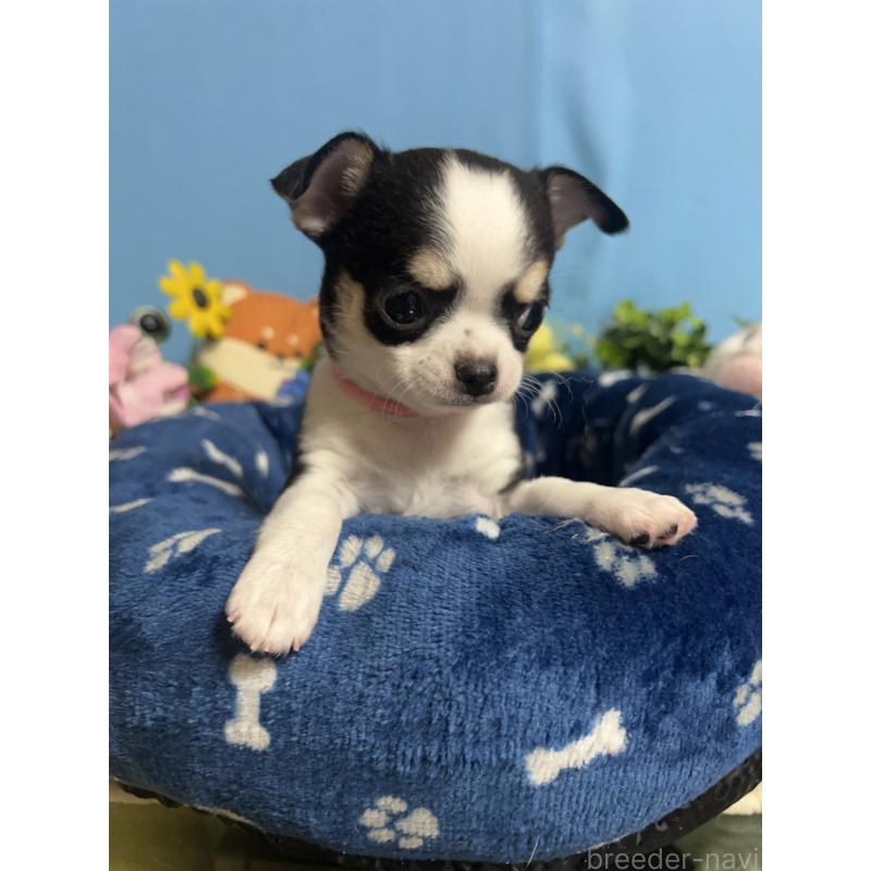 販売中の福岡県のチワワ(ロングコート)-448644の9枚目